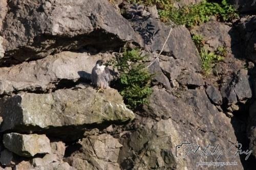 13 - 18 July 2024, Near Ennerdale, Cumbria - Peregrine Falcon