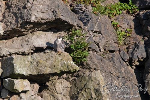 13 - 18 July 2024, Near Ennerdale, Cumbria - Peregrine Falcon