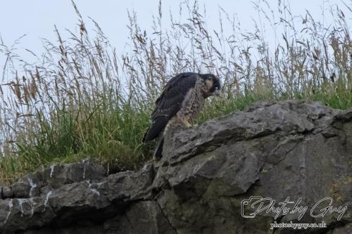 13 - 18 July 2024, Near Ennerdale, Cumbria - Juvinile Peregrine Falcon