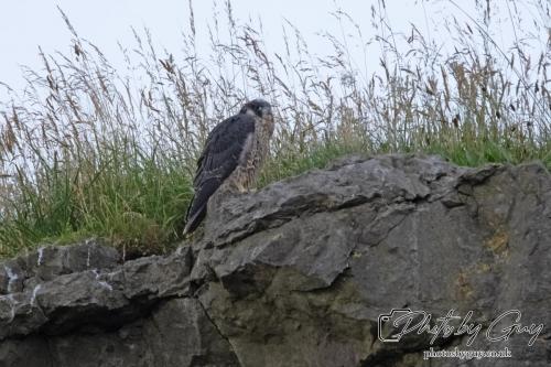 13 - 18 July 2024, Near Ennerdale, Cumbria - Juvinile Peregrine Falcon