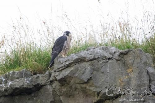 13 - 18 July 2024, Near Ennerdale, Cumbria - Juvinile Peregrine Falcon