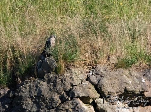 13 - 18 July 2024, Near Ennerdale, Cumbria - Juvinile Peregrine Falcon