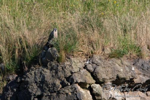 13 - 18 July 2024, Near Ennerdale, Cumbria - Juvinile Peregrine Falcon