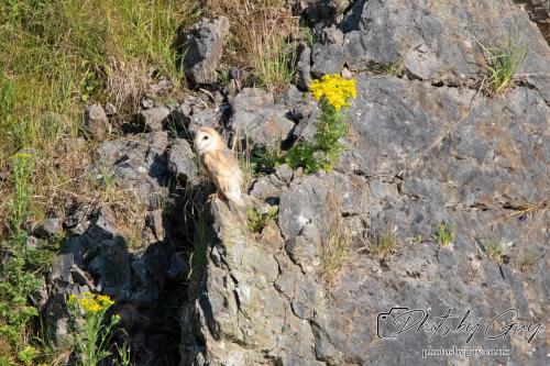 13 - 18 July 2024, Near Ennerdale, Cumbria - Barn Owl