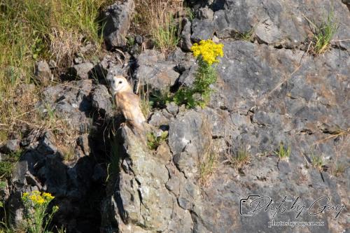 13 - 18 July 2024, Near Ennerdale, Cumbria - Barn Owl