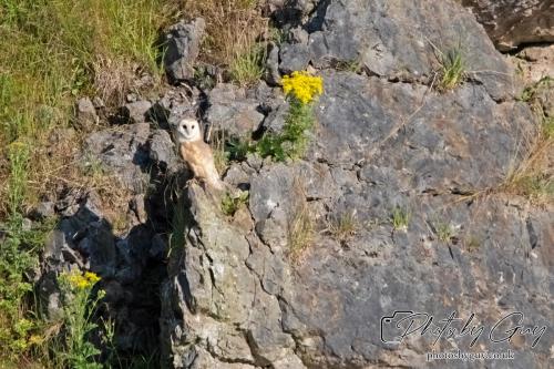 13 - 18 July 2024, Near Ennerdale, Cumbria - Barn Owl