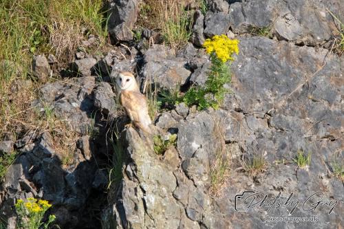 13 - 18 July 2024, Near Ennerdale, Cumbria - Barn Owl