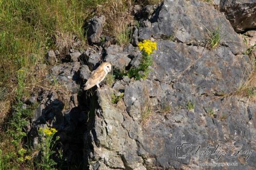 13 - 18 July 2024, Near Ennerdale, Cumbria - Barn Owl