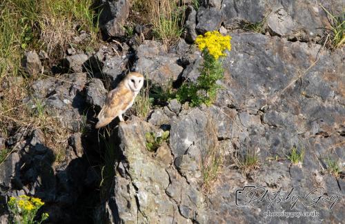 13 - 18 July 2024, Near Ennerdale, Cumbria - Barn Owl *
