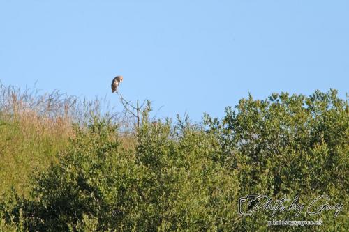 13 - 18 July 2024, Near Ennerdale, Cumbria - Barn Owl