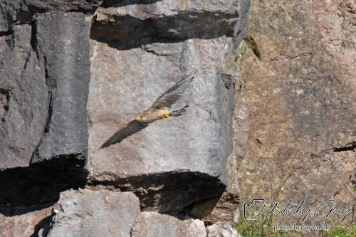 13 - 18 July 2024, Near Ennerdale, Cumbria - Kestrel