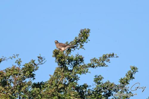 13 - 18 July 2024, Near Ennerdale, Cumbria - Kestrel