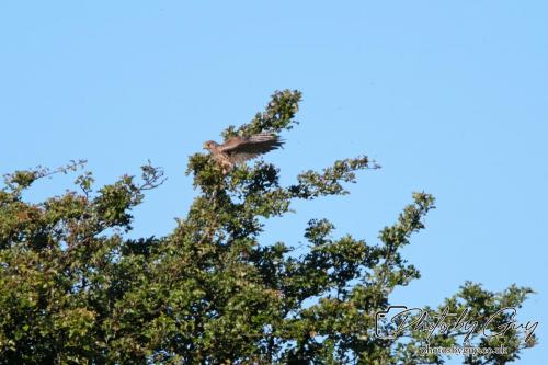 13 - 18 July 2024, Near Ennerdale, Cumbria - Kestrel