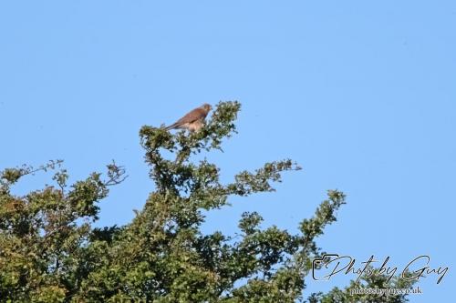 13 - 18 July 2024, Near Ennerdale, Cumbria -Kestrel