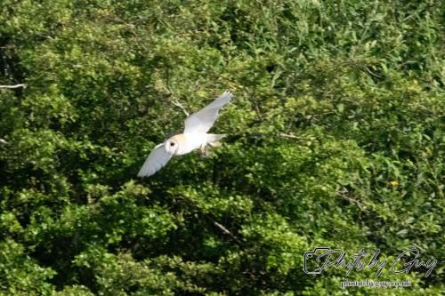 13 - 18 July 2024, Near Ennerdale, Cumbria - Barn Owl
