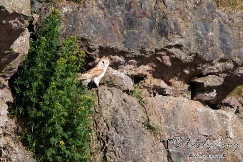 13 - 18 July 2024, Near Ennerdale, Cumbria - Barn Owl