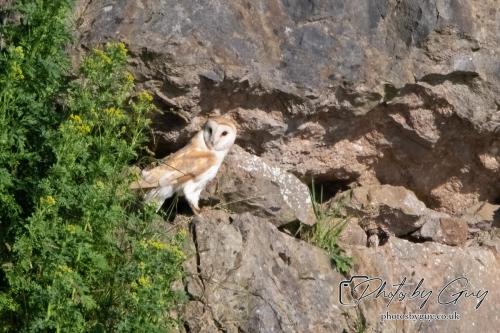 13 - 18 July 2024, Near Ennerdale, Cumbria - Barn Owl