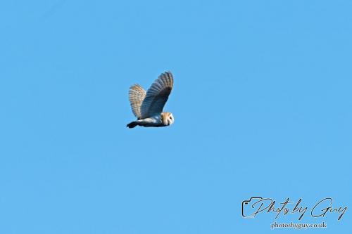 13 - 18 July 2024, Near Ennerdale, Cumbria - Barn Owl