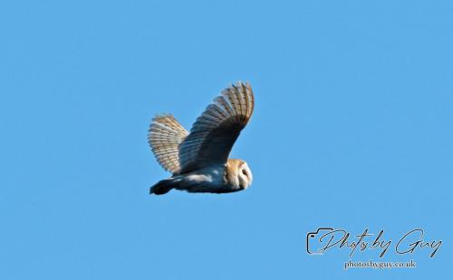 13 - 18 July 2024, Near Ennerdale, Cumbria - Barn Owl