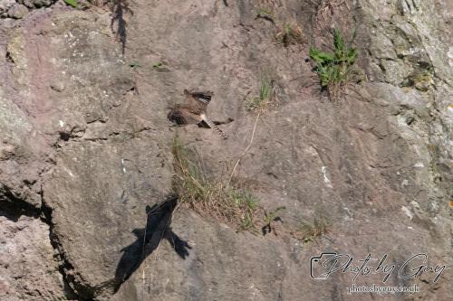 13 - 18 July 2024, Near Ennerdale, Cumbria - Kestrel
