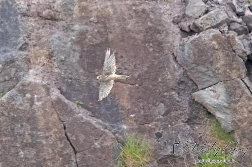 13 - 18 July 2024, Near Ennerdale, Cumbria - Kestrel in flight