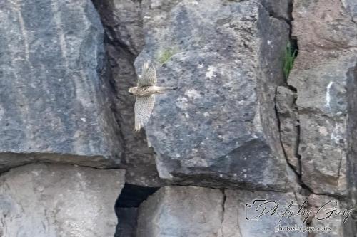 13 - 18 July 2024, Near Ennerdale, Cumbria - Kestrel
