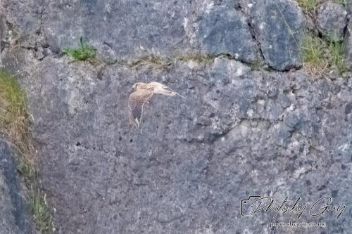 13 - 18 July 2024, Near Ennerdale, Cumbria - Kestrel
