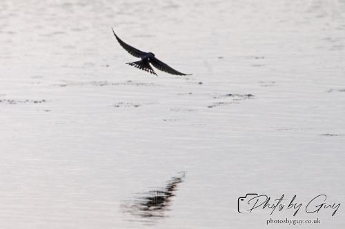 13 - 18 July 2024, Near Ennerdale, Cumbria - Swallow