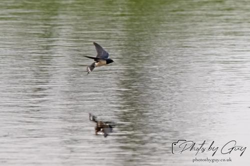 13 - 18 July 2024, Near Ennerdale, Cumbria - 13 - 18 July 2024, Near Ennerdale, Cumbria - Swallow