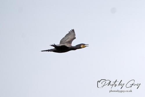 18 July 2024, St Bees, Cumbria - Cormorant in Flight