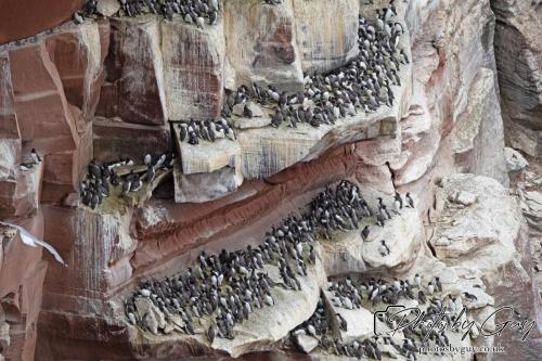 18 July 2024, St Bees, Cumbria - Guillimots