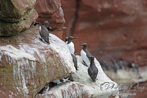 18 July 2024, St Bees, Cumbria - Guillimots