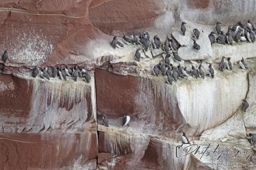 18 July 2024, St Bees, Cumbria - Guillimot