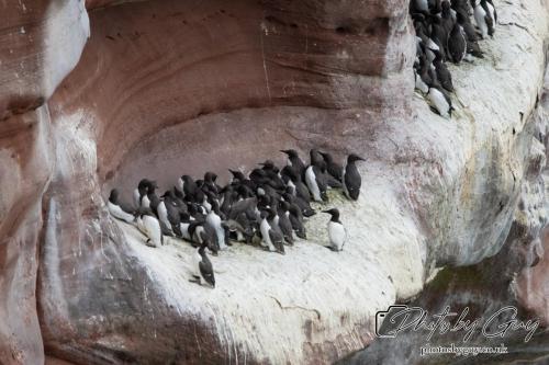 18 July 2024, St Bees, Cumbria - guillimots