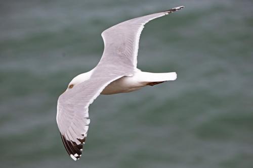 18 July 2024, St Bees, Cumbria - Herring Gull
