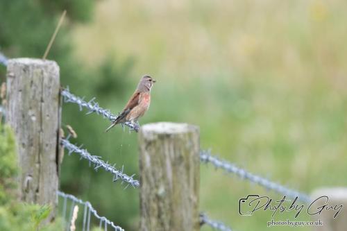 18 July 2024, St Bees, Cumbria - Linnet
