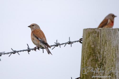 18 July 2024, St Bees, Cumbria - Linnet