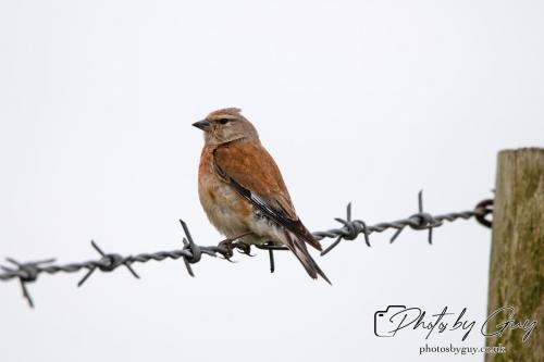 18 July 2024, St Bees, Cumbria - Linnet
