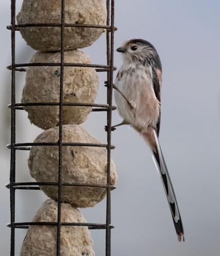 image-05 Feb 2023- Parkside Cumbria -long tailed tit