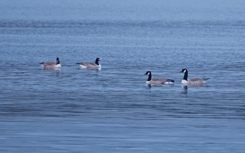 Canada Geese