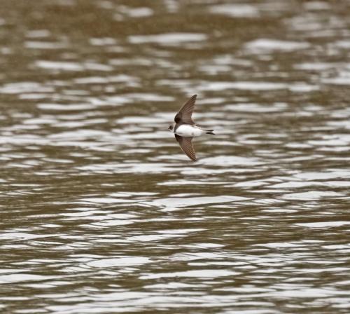 Sand Martin