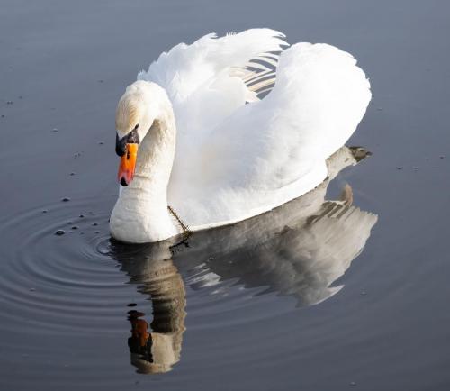 05 Feb 2023- Parkside Cumbria - Mute Swan