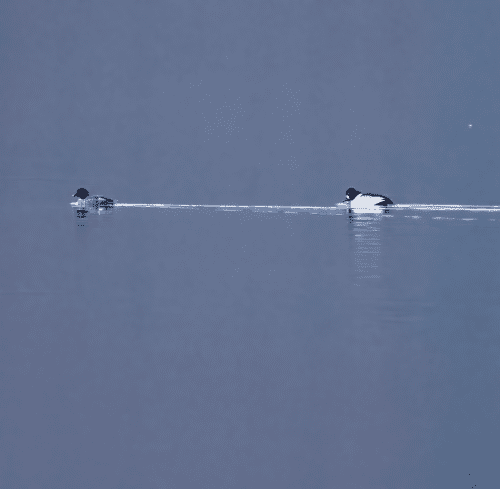 Male and Female Goldeneye