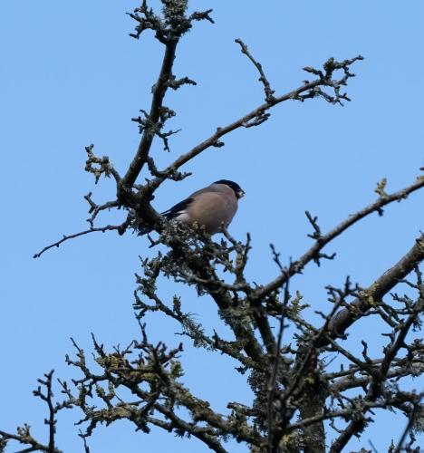 Female Bullfinch