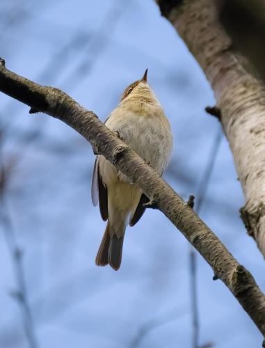 Chiffchaff