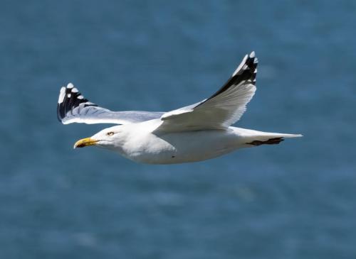 Herring Gull