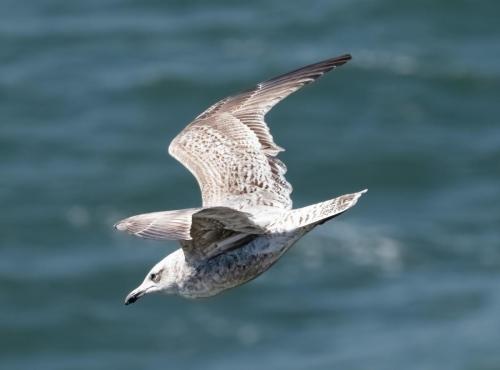 Juv Herring Gull
