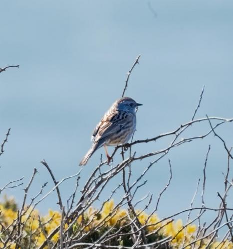 3 April 2023 St Bees, Cumbria - image-118