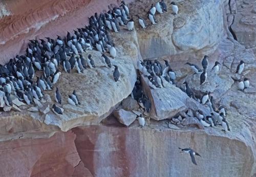 i3 April 2023 St Bees, Cumbria - mage-119