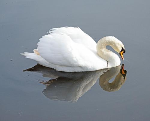 image-05 Feb 2023- Parkside Cumbria Mute Swan